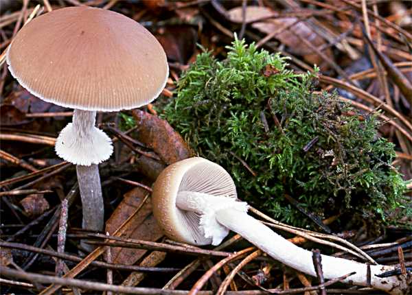 Psathyrella longistriata